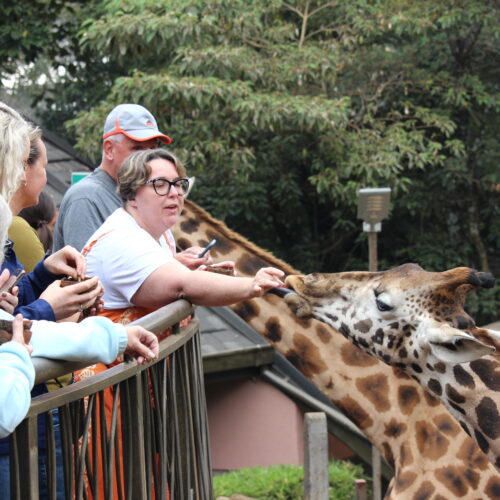 Giraffe Centre