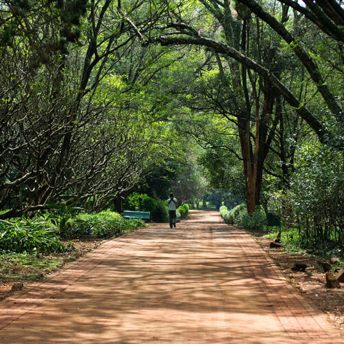 Nairobi Arboretum