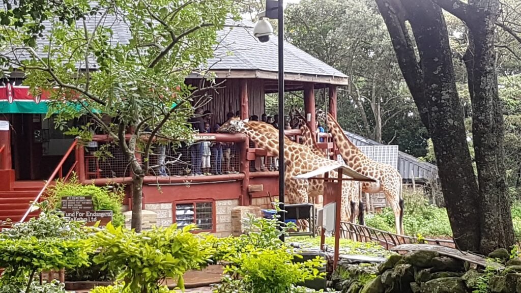 Giraffe Centre