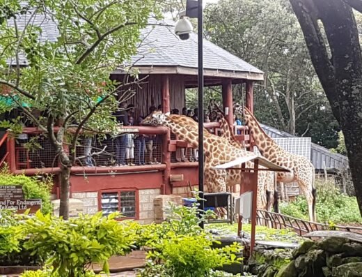 Giraffe Centre