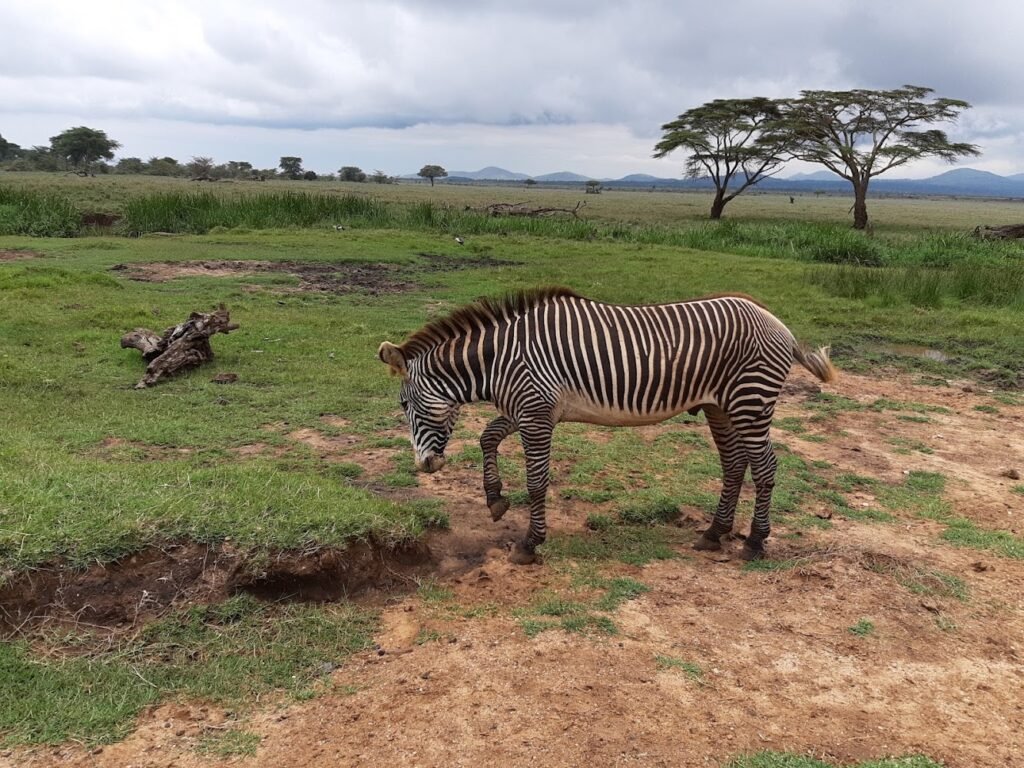 Lewa Wildlife Conservancy