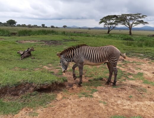 Lewa Wildlife Conservancy