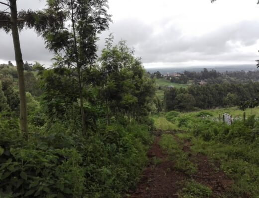 Ngong Hills Forest Reserve