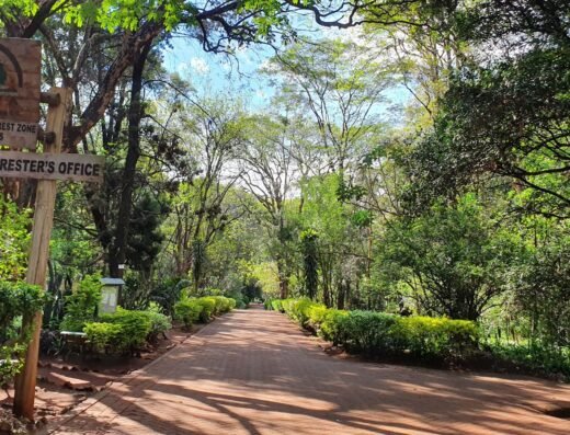 The Nairobi Arboretum