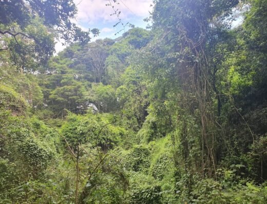 The Oloolua Nature Trail