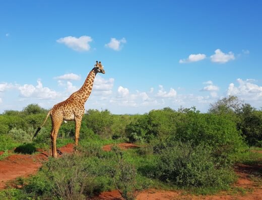 Tsavo West National Park